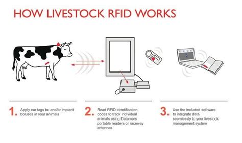 rfid chip implant for cattle|rfid monitoring in agriculture.